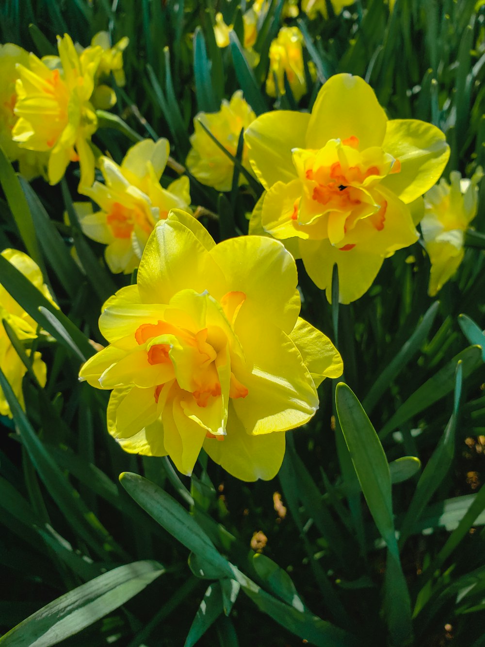 yellow daffodils in bloom during daytime