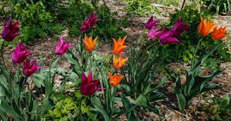 A vibrant garden with blooming tulips in shades of purple and orange. The flowers are interspersed with lush green leaves and stems, set against a backdrop of earthy mulch and scattered foliage.