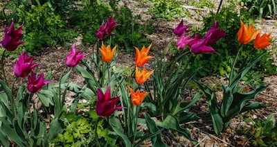 A vibrant garden with blooming tulips in shades of purple and orange. The flowers are interspersed with lush green leaves and stems, set against a backdrop of earthy mulch and scattered foliage.