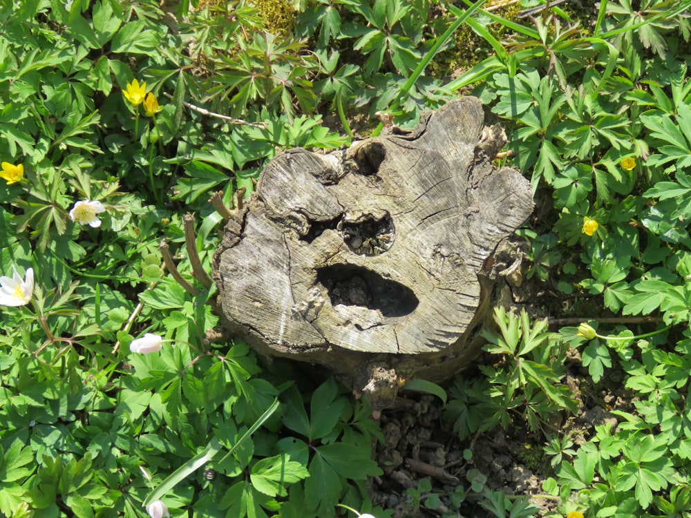 tronco de árvore marrom cercado por plantas verdes