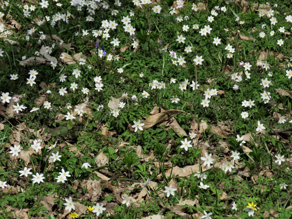 flores blancas y moradas con hojas verdes