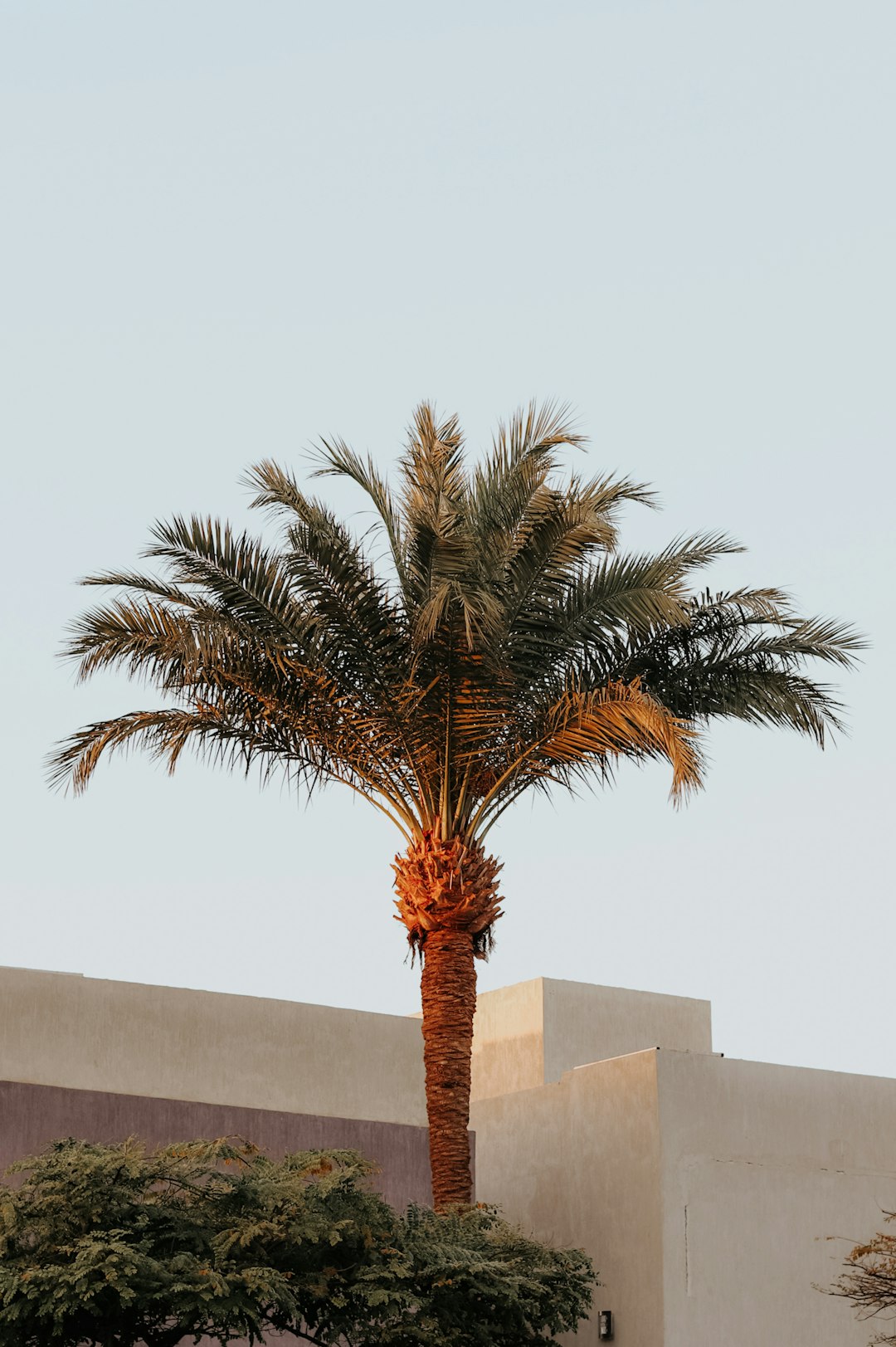 green palm tree beside white concrete wall