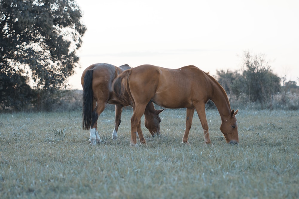 brown horse on green grass field during daytime