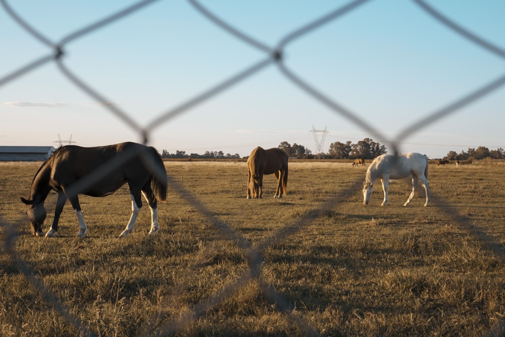 brown horses on brown grass field during daytime