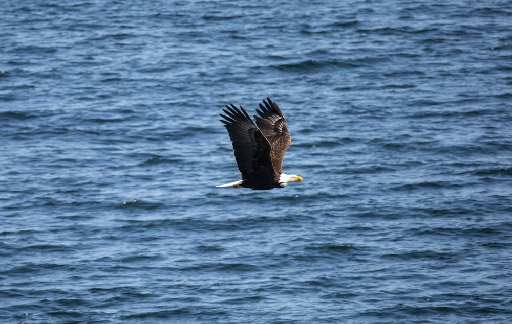 águia preta e branca voando sobre o mar durante o dia