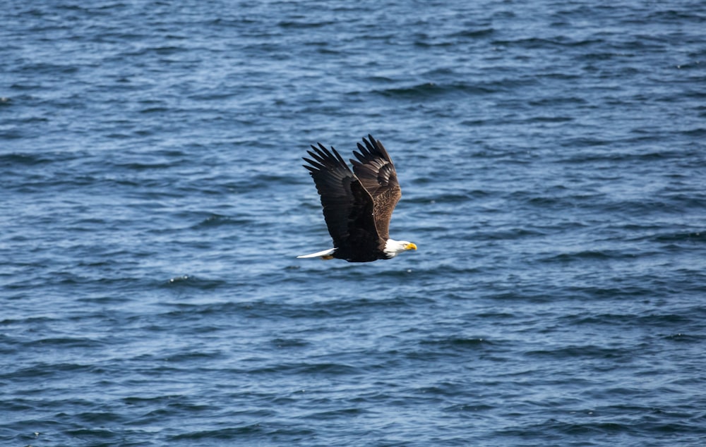 águila blanca y negra volando sobre el mar durante el día