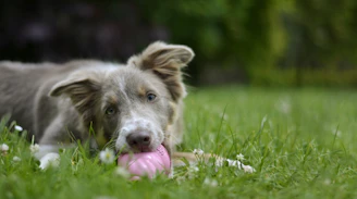 A playful dog chewing on a colorful rubber toy in a sunny park.