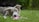 A happy dog playing with a new toy in a park.
