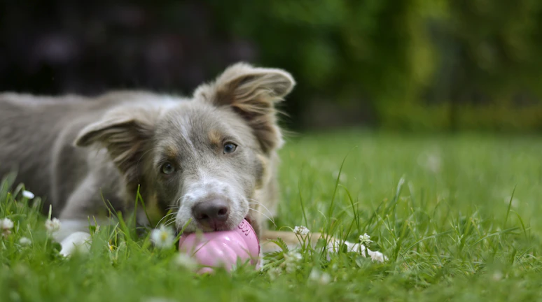 A joyful dog playing with a colorful Funny Pet toy in a sunny garden