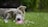 A happy dog playing with a new toy in a park.
