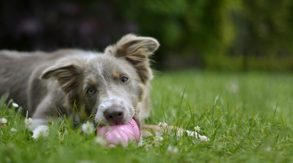brauner und weißer langhaariger Hund, der tagsüber rosa Ball auf grünem Gras beißt
