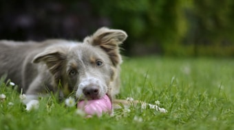 A playful dog lies on green grass, engaging with a pink rubber toy held in its mouth. Its ears are perked, and it looks attentively towards the camera. The background is blurred, highlighting a lush garden setting.