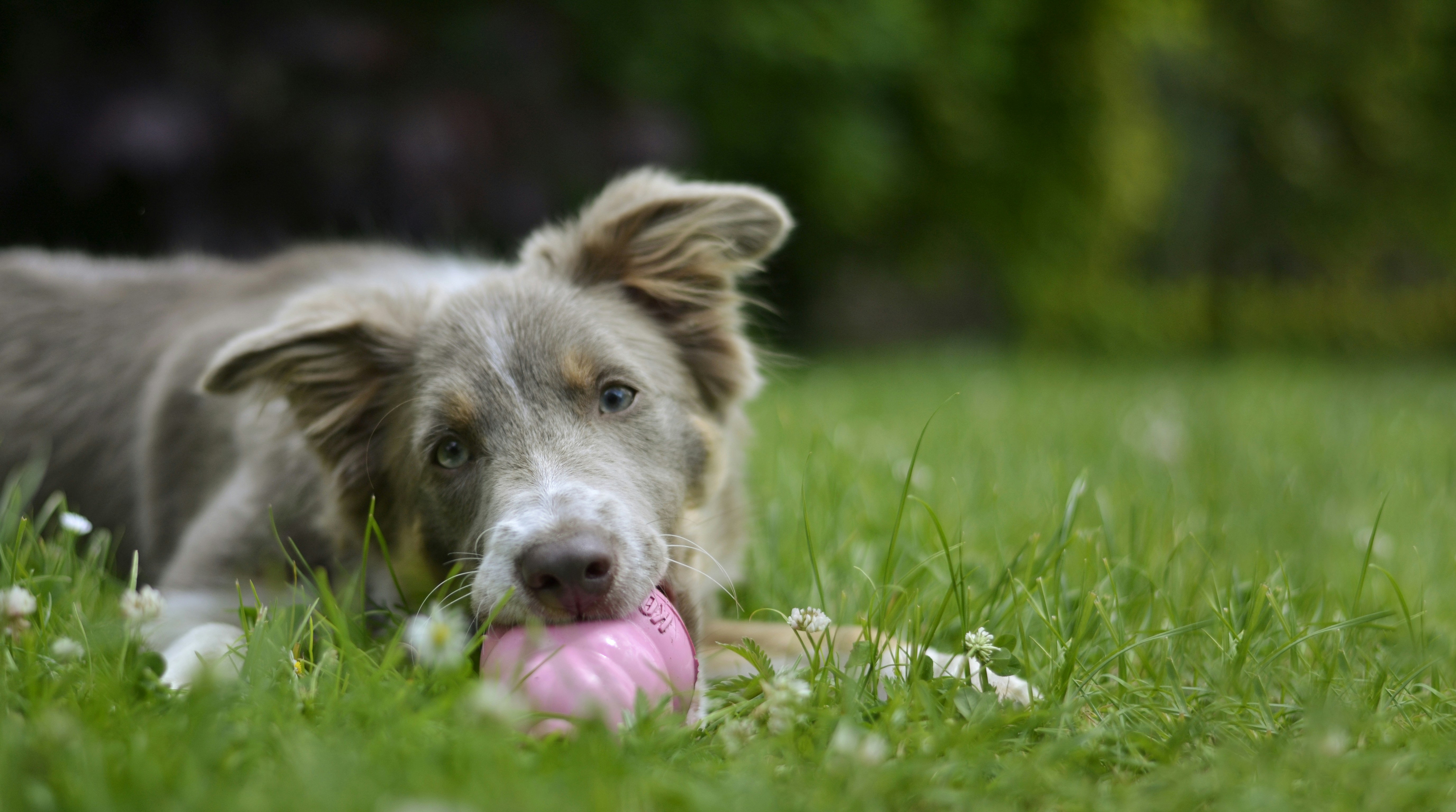Exploring The Attraction: Why Dogs Love Chewing On Sticks