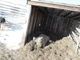 A pig is lying on a pile of hay inside a wooden shelter with corrugated metal roof. The structure is located in a snowy outdoor setting, surrounded by wire fencing. Another pig is partially visible outside in the enclosure.