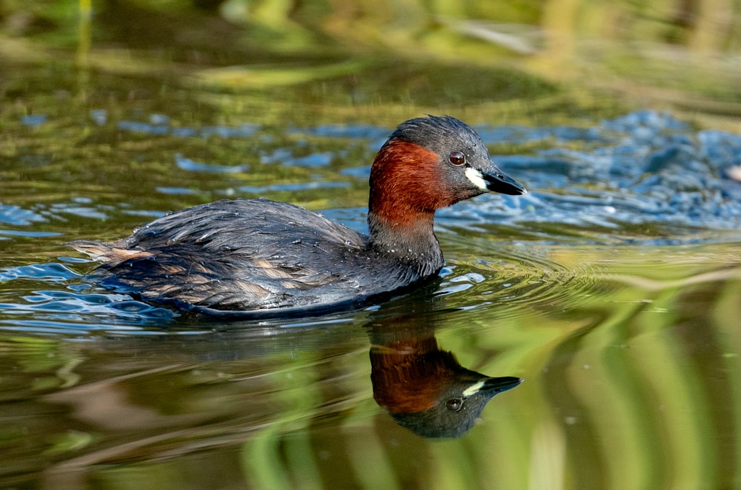 grey and brown duck on water