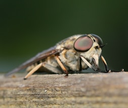 A quirky illustration of a buzzing horsefly wearing glasses, perched on a cluttered office desk.
