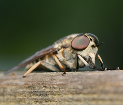 A bold, hand-drawn illustration of a buzzing horsefly perched defiantly on a conference table, its wings shimmering with subtle iridescence.