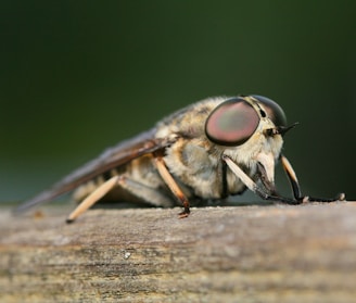 A close-up of a horsefly perched on a wooden boardroom table, sunlight highlighting its wings.