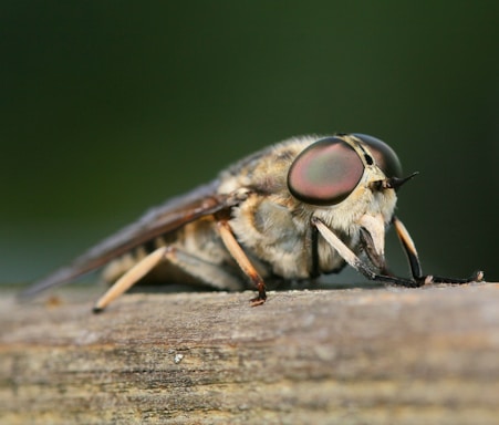 A quirky illustration of a buzzing horsefly wearing glasses, perched on a cluttered office desk.