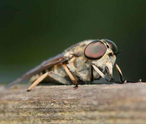 A close-up of a buzzing horsefly perched on a vintage office desk cluttered with papers and a typewriter.
