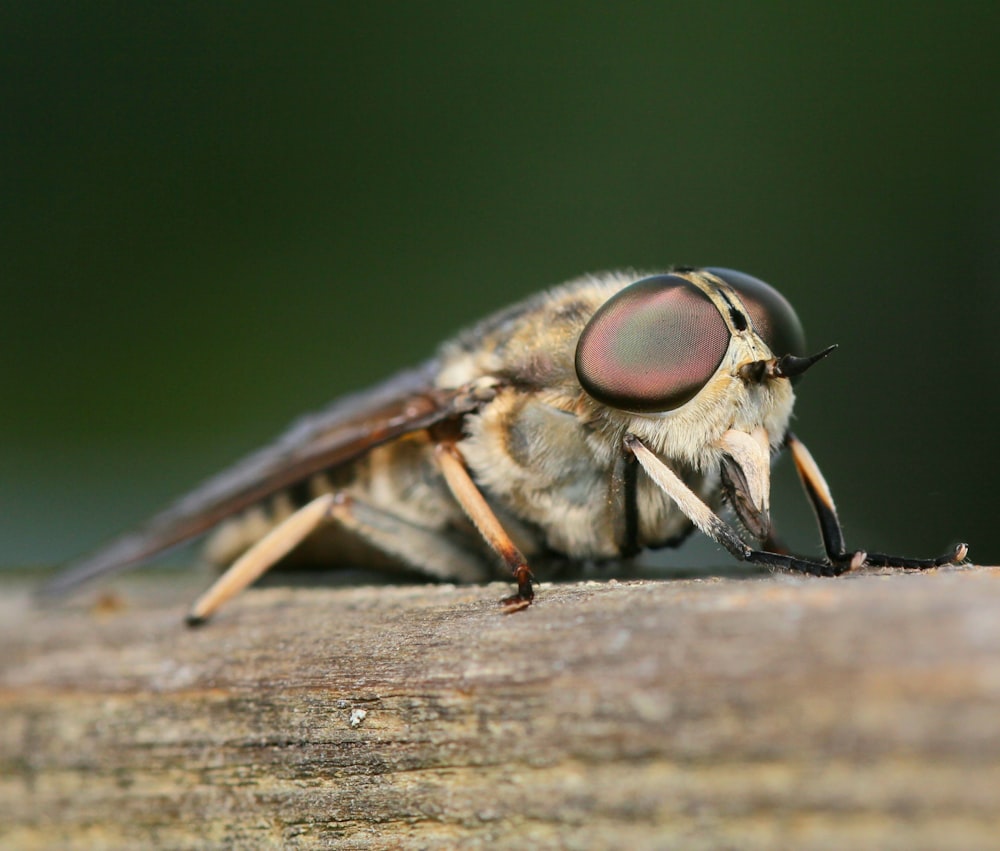 brown and black fly on brown wooden surface