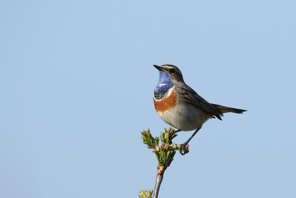 brown and white bird on green plant