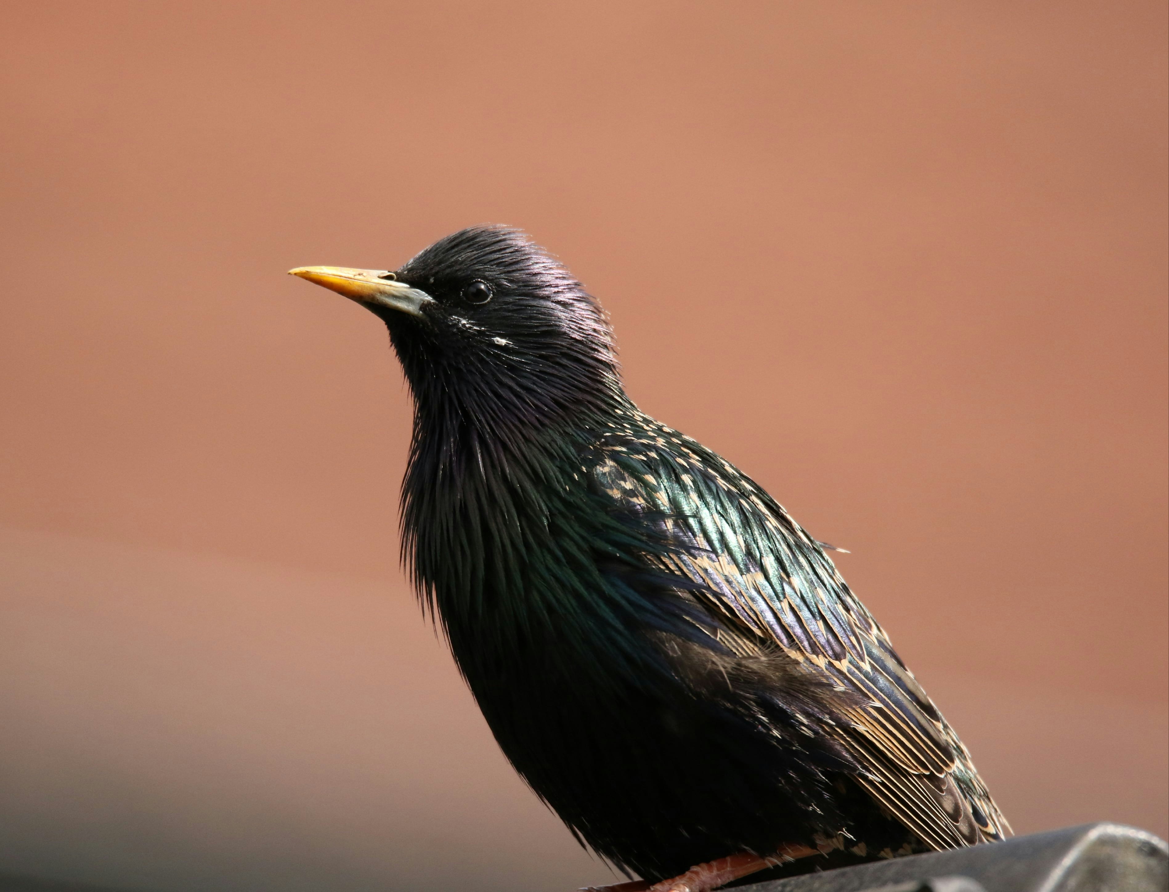 Photo by patrick_rooijen