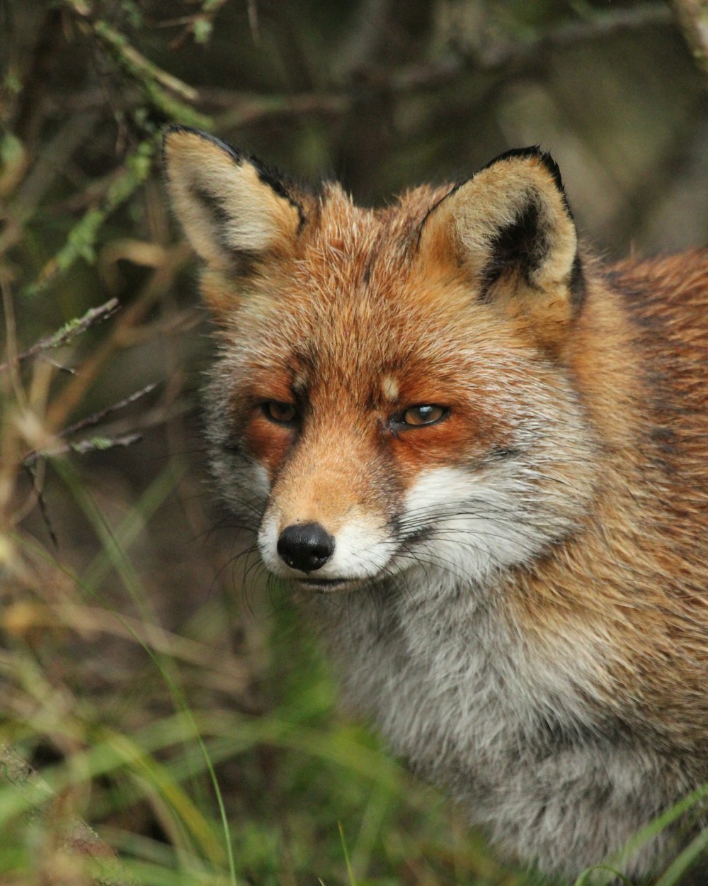 Brauner Fuchs tagsüber auf grünem Gras