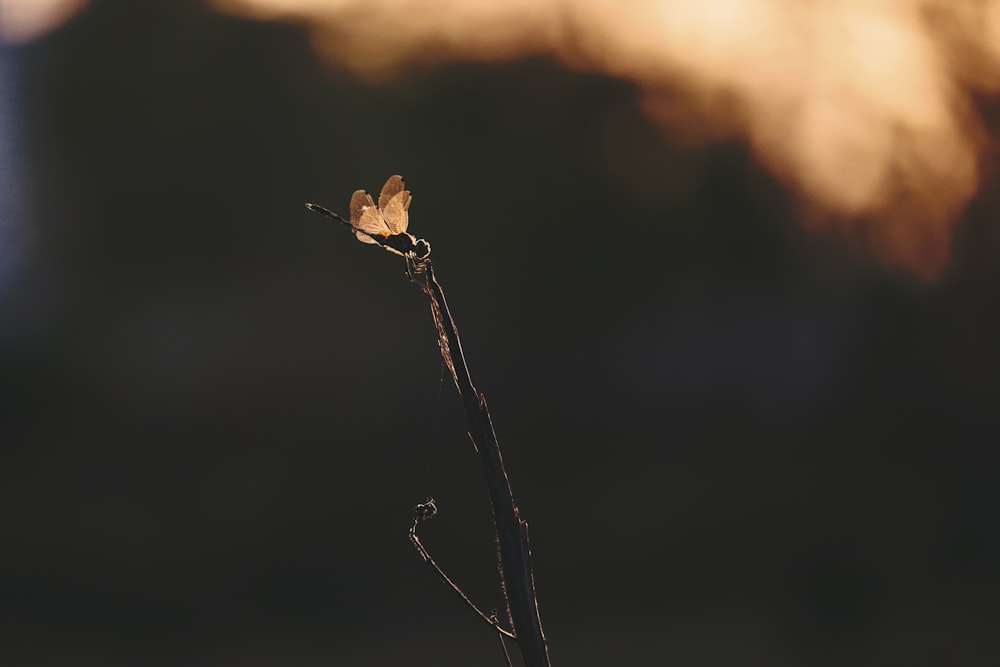 brown bird perched on brown stem in tilt shift lens