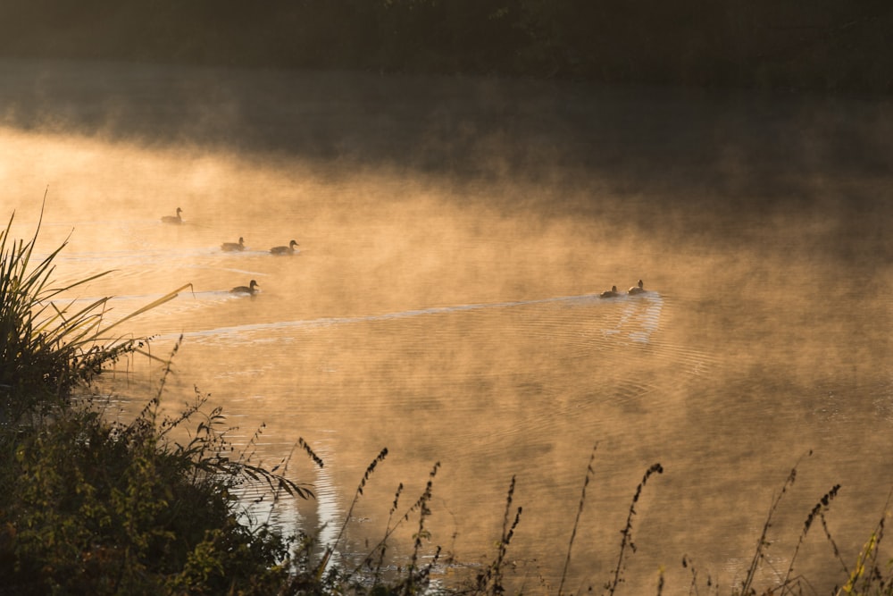 Vögel, die tagsüber über den See fliegen