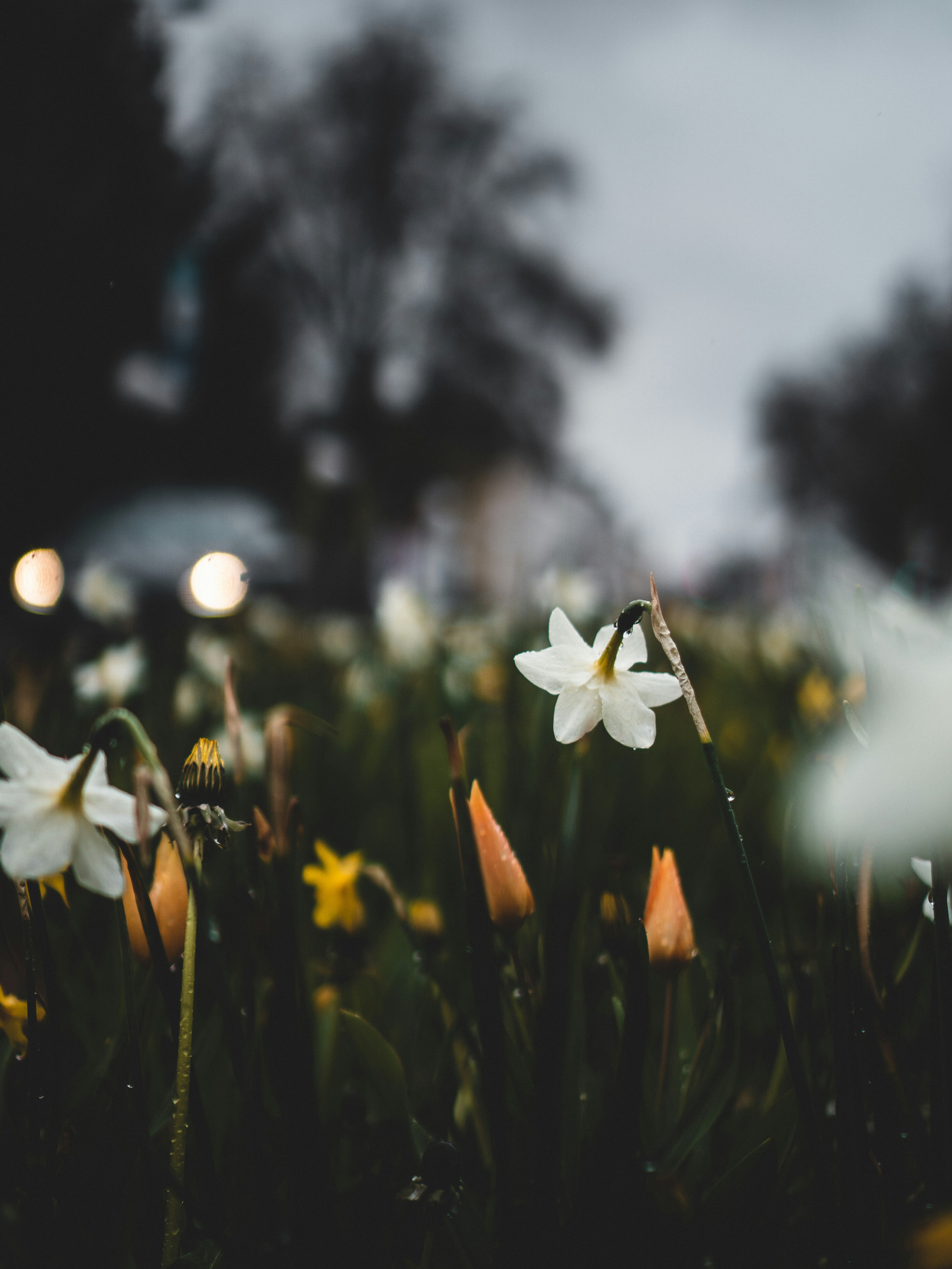 white flower in tilt shift lens