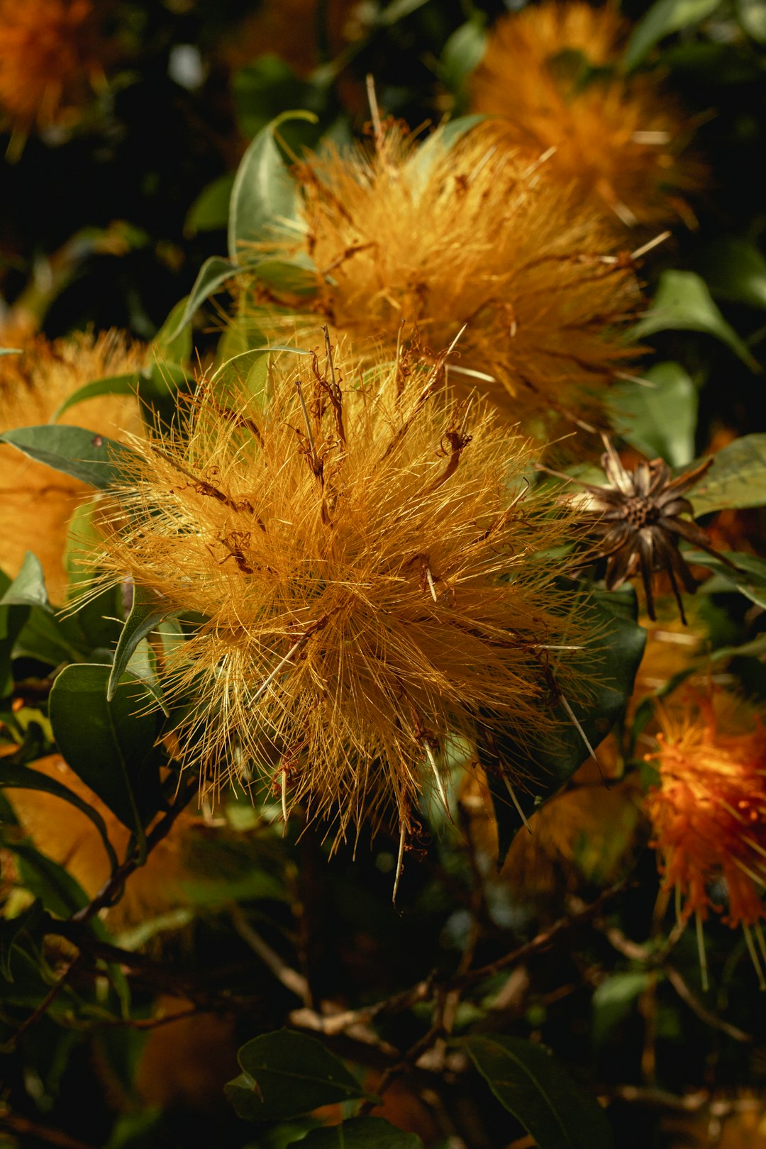 yellow flower in macro lens