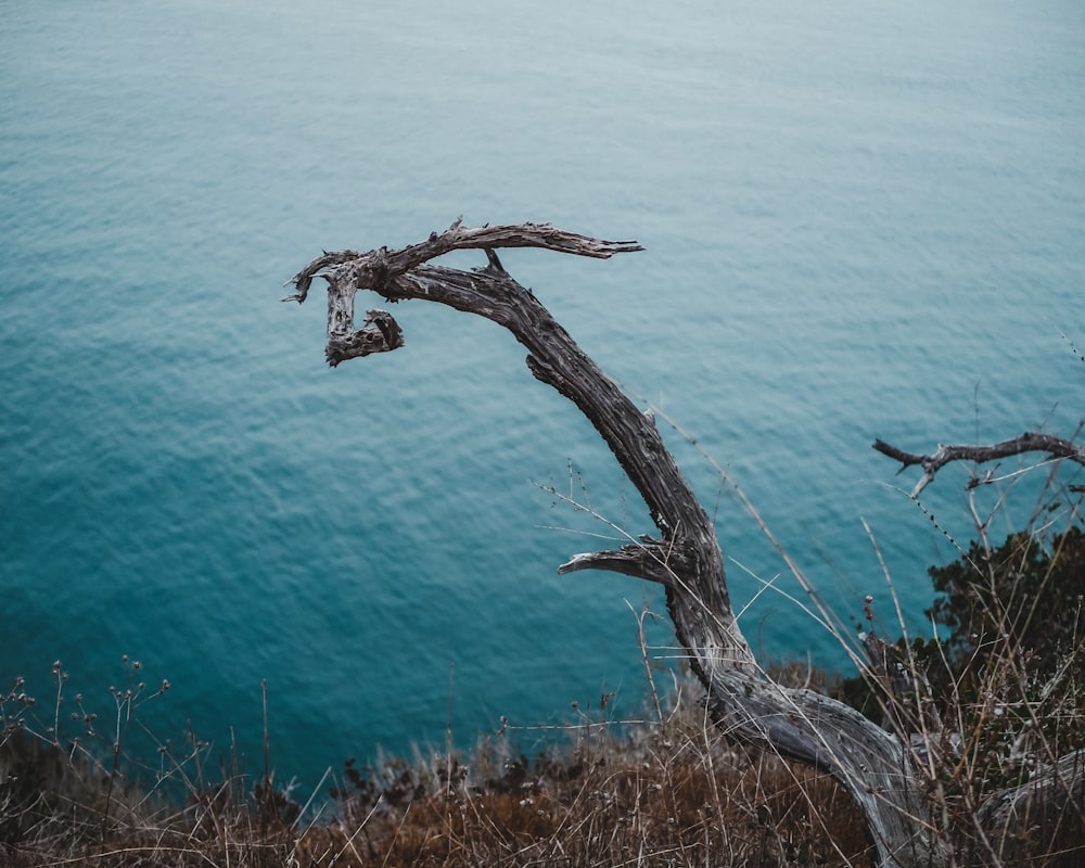 brown bare tree on brown grass near blue sea during daytime