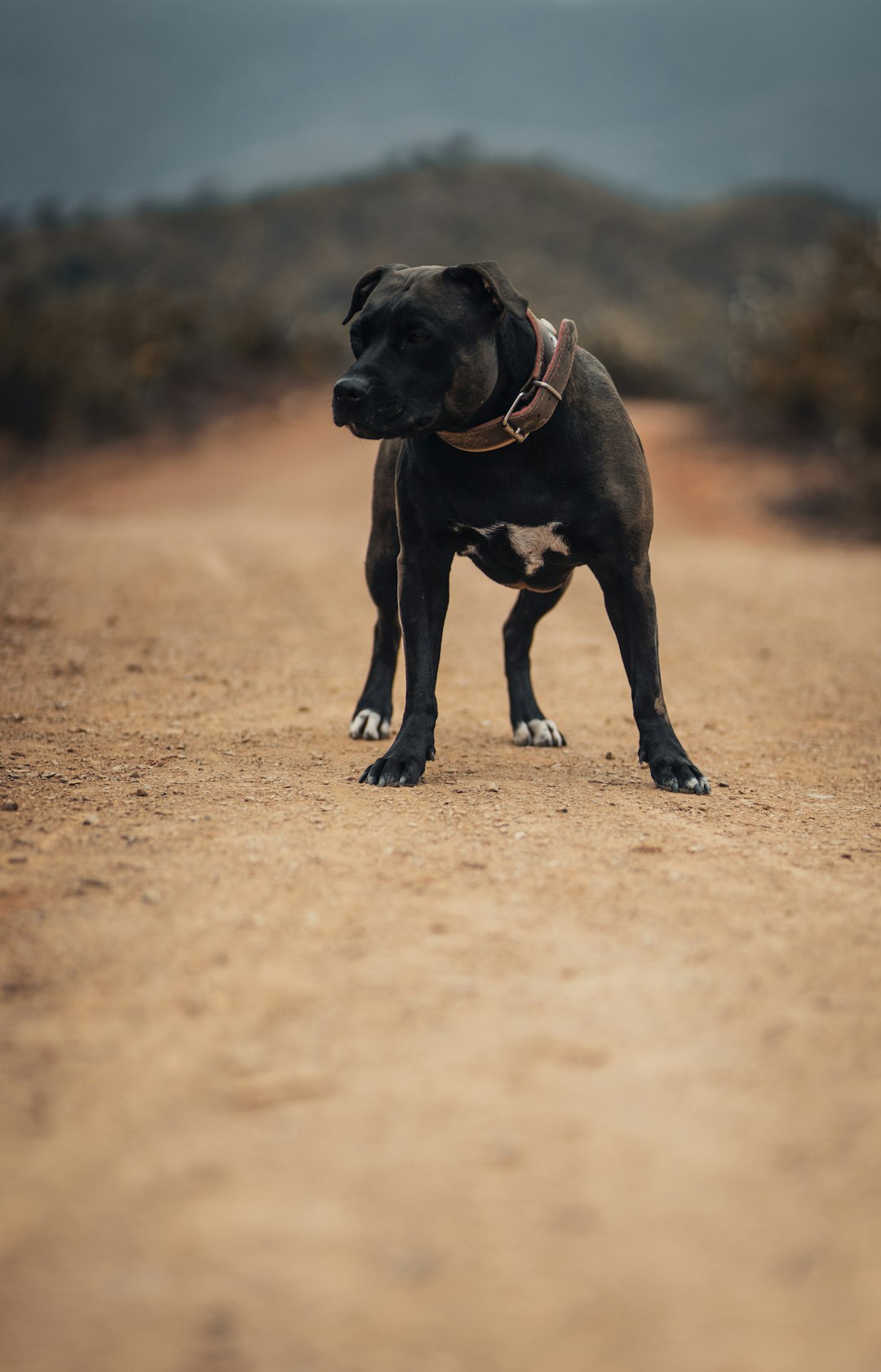 black and white short coated dog on brown sand during daytime