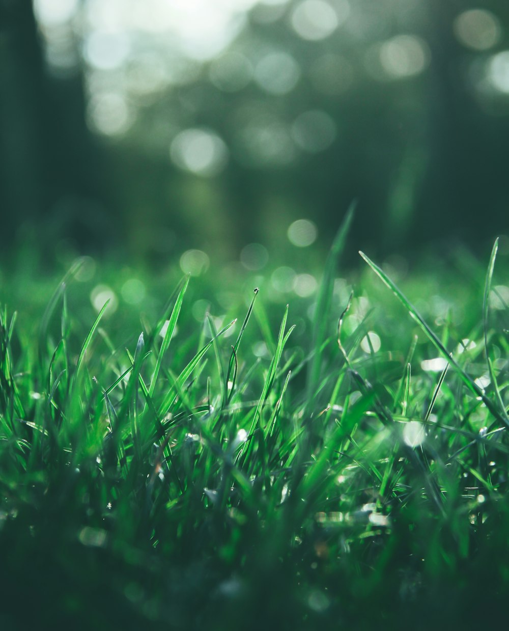 green grass with water droplets