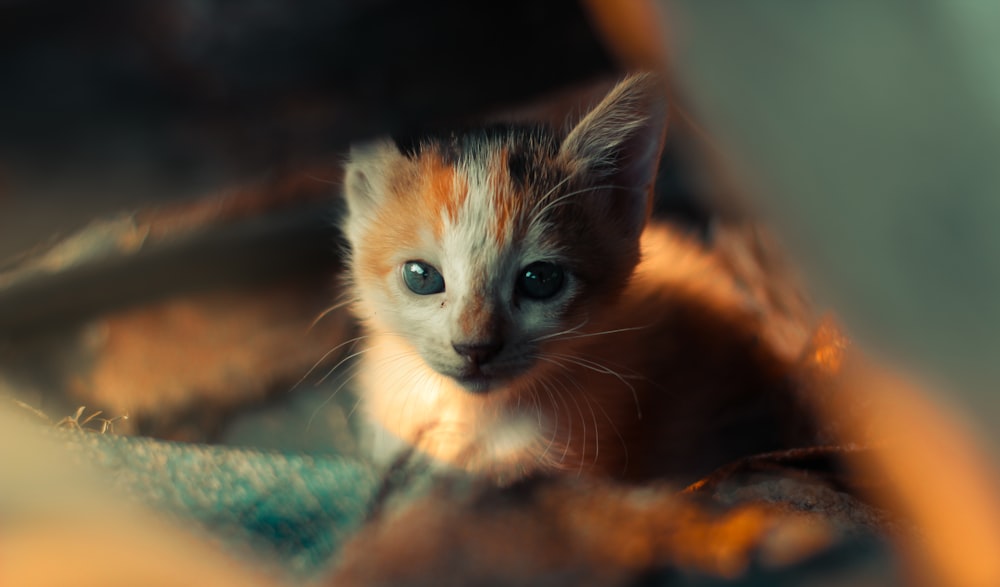 orange and white kitten on green textile