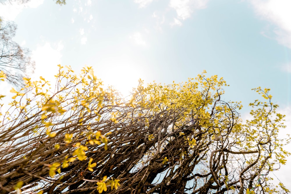 yellow flowers on tree branch during daytime