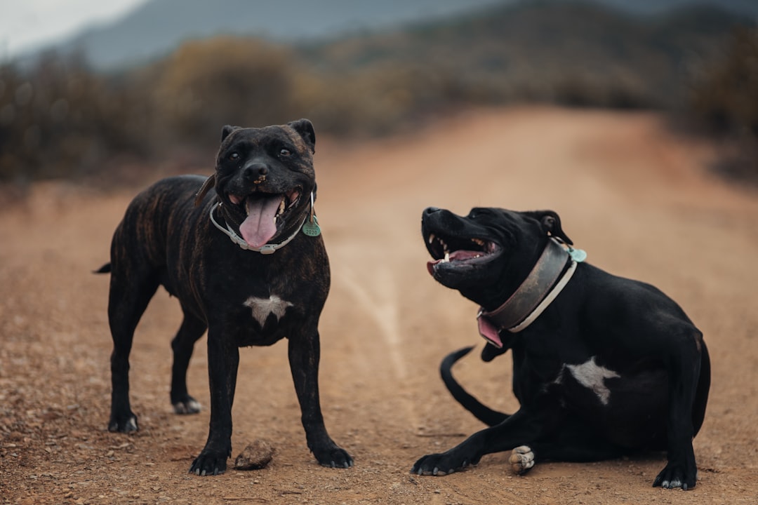 black and white short coated dog walking on brown sand during daytime