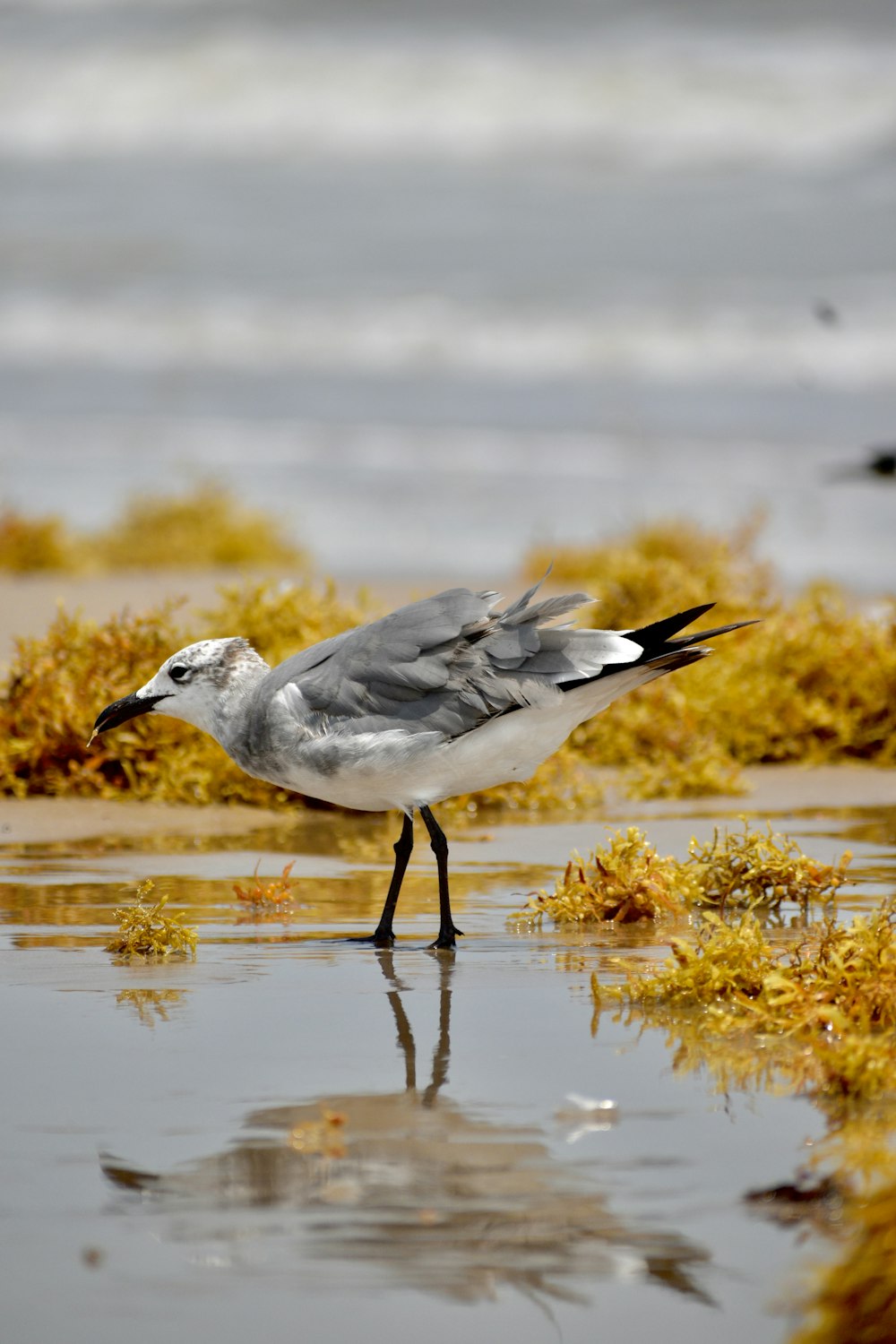 white and gray bird on brown grass during daytime