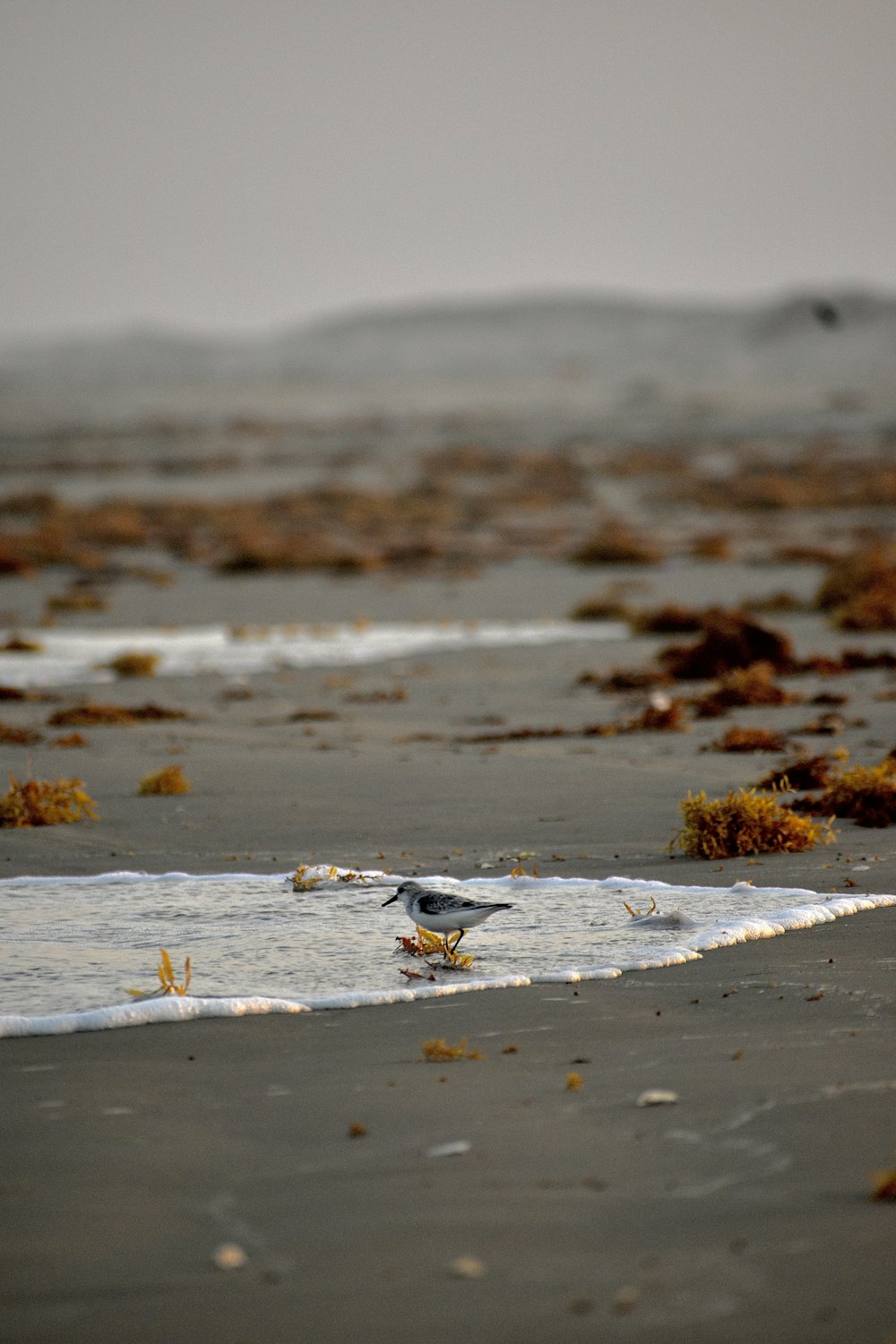 white and gray bird on water during daytime