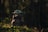 A small, green alien-like creature with large ears stands in a forest setting, wearing a brown robe. Soft light filters through the trees, casting a serene and mystical atmosphere.