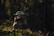 A small, green alien-like creature with large ears stands in a forest setting, wearing a brown robe. Soft light filters through the trees, casting a serene and mystical atmosphere.