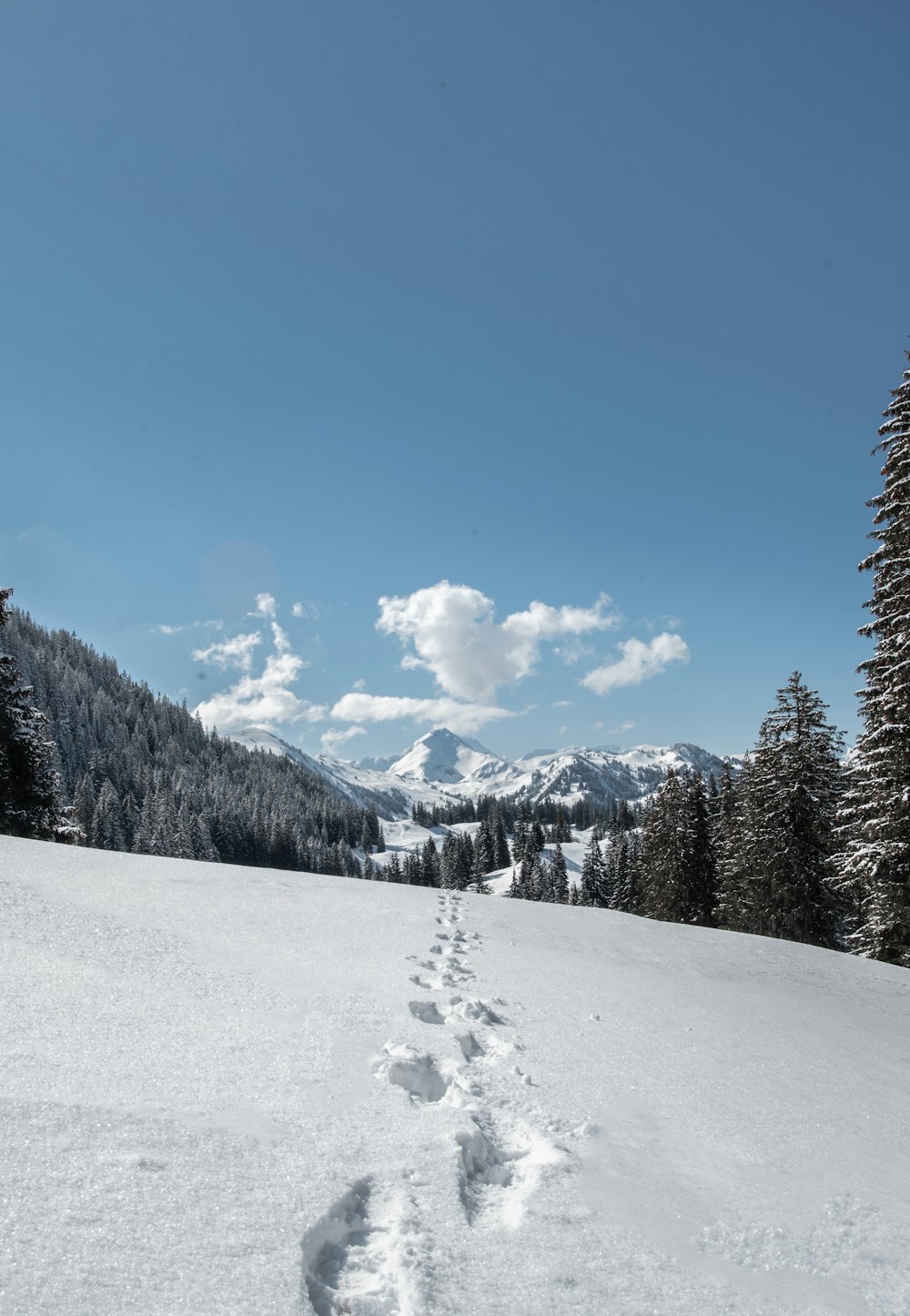 green pine trees on snow covered ground under blue sky during daytime