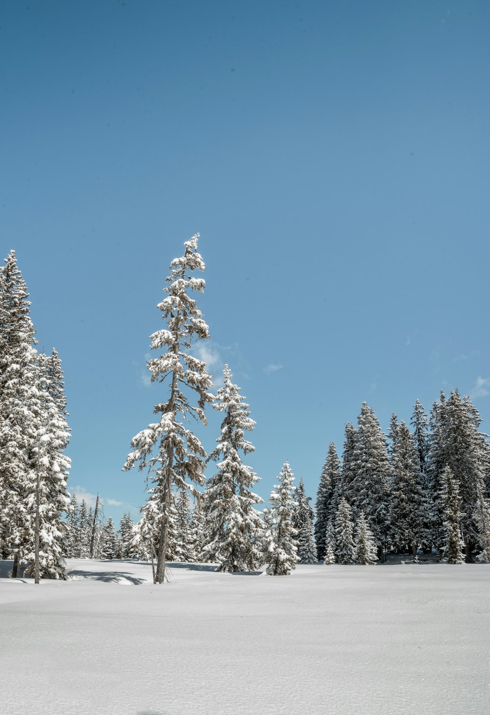 green pine trees covered with snow under blue sky during daytime