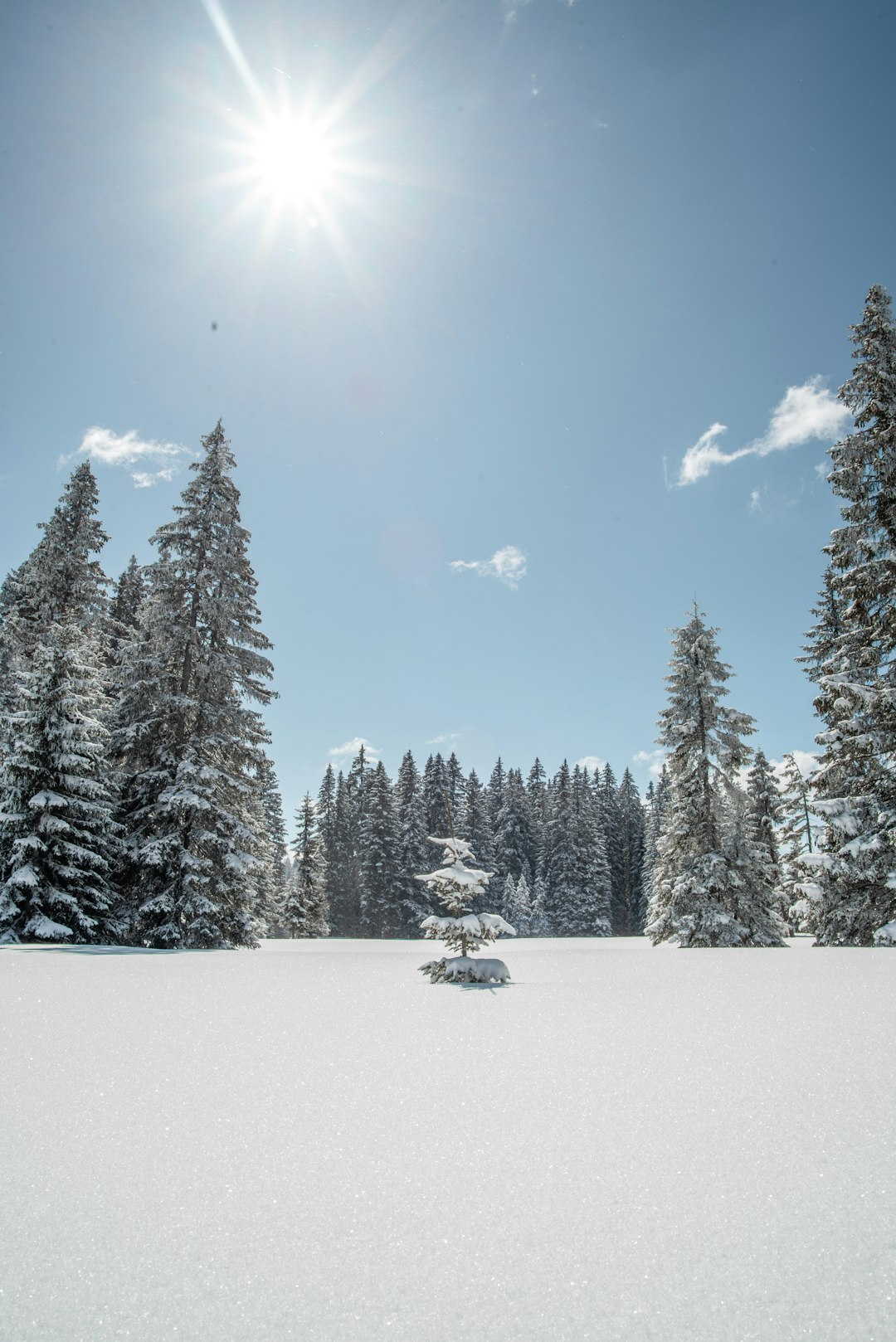 snow covered pine trees under blue sky during daytime