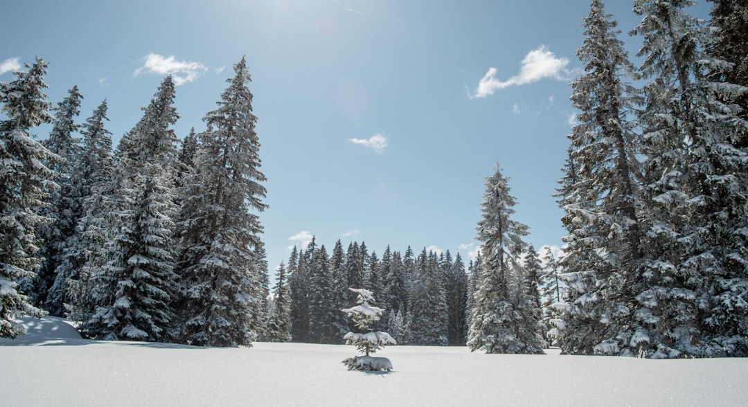 snow covered pine trees under blue sky and white clouds during daytime