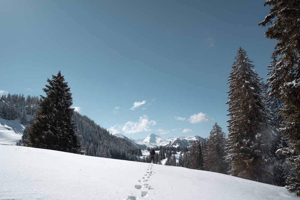 green pine trees on snow covered ground under blue sky during daytime