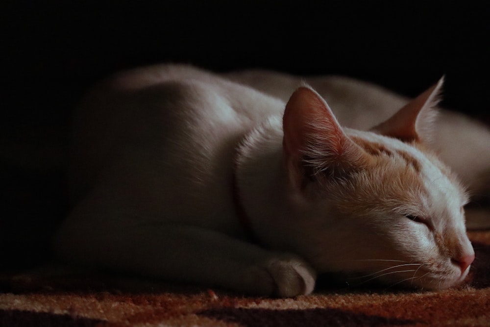 white cat lying on brown textile