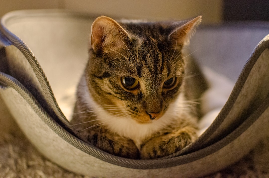 brown tabby cat on white textile