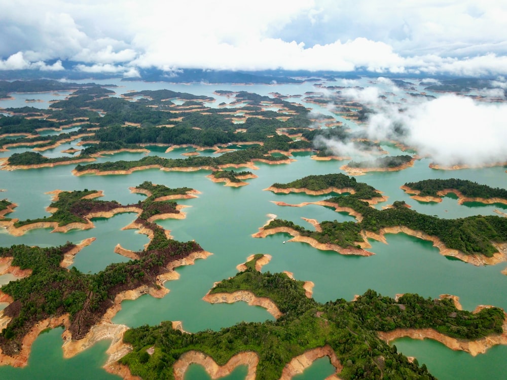 Árboles verdes y cuerpos de agua durante el día